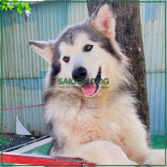 Chăm Sóc Chó Ngắn Hạn