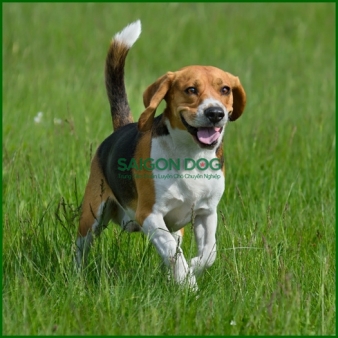 Huấn luyện chó Beagle