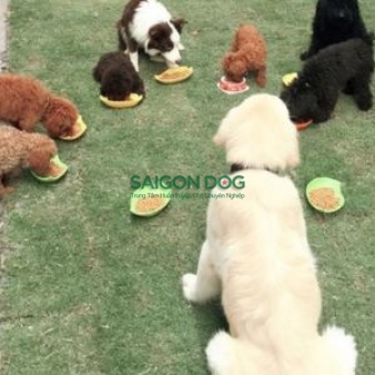 Huấn luyện chó Bình Dương