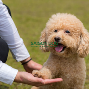 Huấn luyện chó Bình Phước