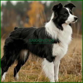 Huấn luyện chó Border Collie