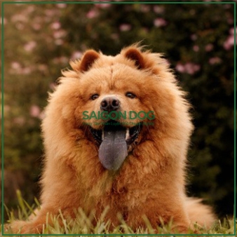 Huấn luyện chó Chow Chow