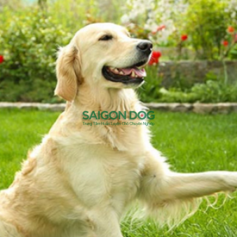 Huấn luyện chó chuyên nghiệp