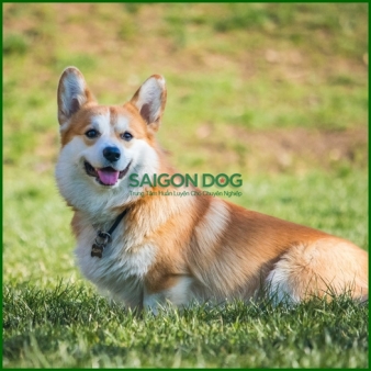 Huấn luyện chó Corgi
