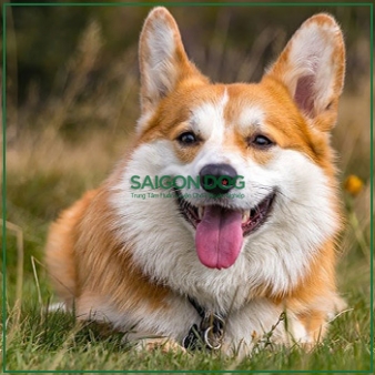 Huấn luyện chó Corgi
