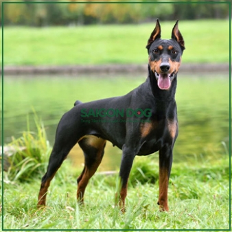 Huấn luyện chó Doberman