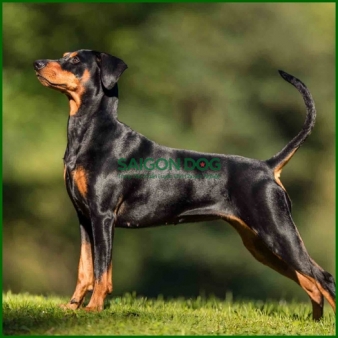 Huấn luyện chó Doberman