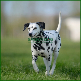 Huấn luyện chó đốm Dalmatian 