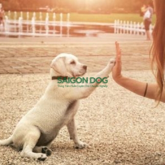 Huấn luyện chó Đồng Nai 