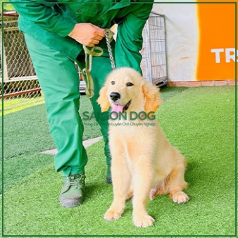 Huấn luyện chó Golden