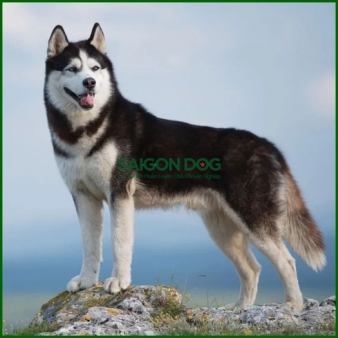 Huấn luyện chó Husky