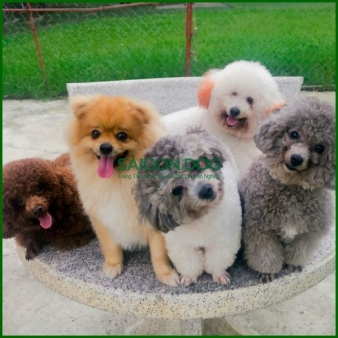Huấn luyện chó kiểng