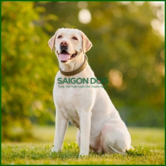 Huấn luyện chó Labrador Retriever
