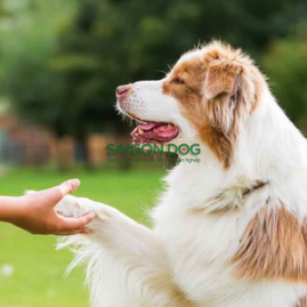 Huấn luyện chó Long An