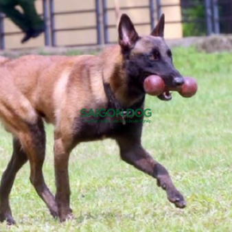 Huấn luyện chó nghiệp vụ