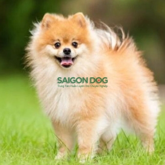 Huấn Luyện Chó Phốc sóc