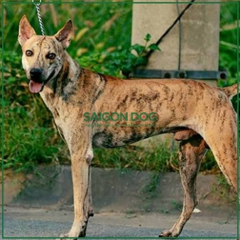 Huấn luyện chó Phú Quốc