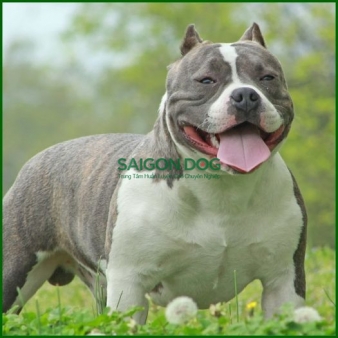 Huấn luyện chó Pitbull