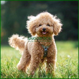 Huấn luyện chó Poodle
