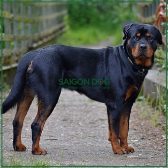 Huấn luyện chó Rottweiler