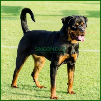 Huấn luyện chó Rottweiler