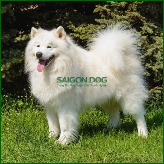 Huấn luyện chó Samoyed