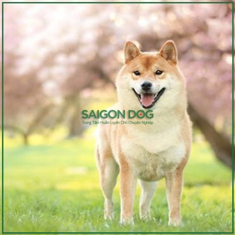 Huấn luyện chó Shiba