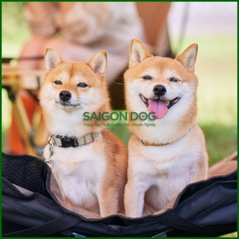 Huấn luyện chó Shiba