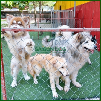 Huấn luyện chó theo giống