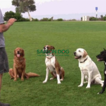 Huấn luyện chó theo giống
