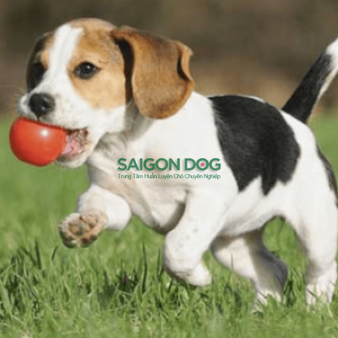 Huấn luyện chó theo yêu cầu 