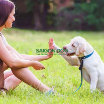 Huấn luyện chó TP HCM