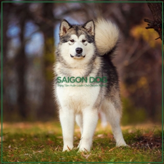 Mua bán chó Alaska