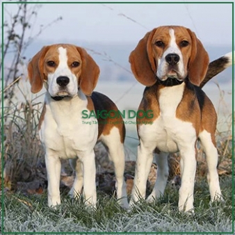 Mua bán chó Beagle