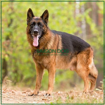 Mua bán chó Becgie