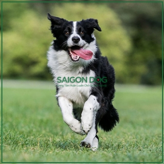 Mua bán chó Border Collie