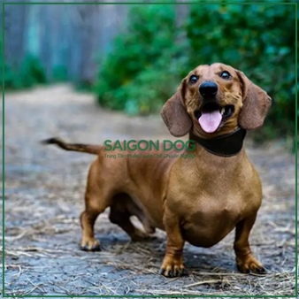 Mua bán chó Dachshund (Lạp xưởng)