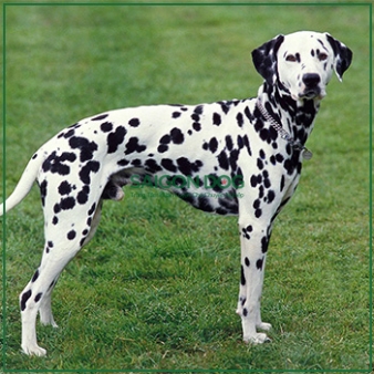 Mua bán chó đốm Dalmatian