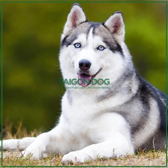 Mua bán chó Husky