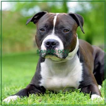 Mua bán chó Pitbull