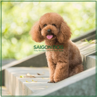 Mua bán chó Poodle