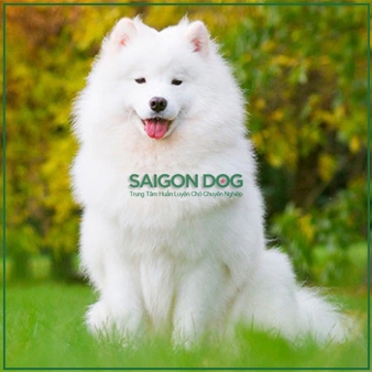 Mua bán chó Samoyed