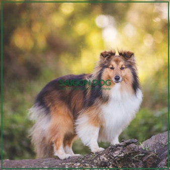 Mua bán chó Shetland