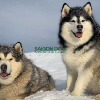 Phối giống chó Alaska