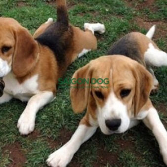 Phối giống chó Beagle 