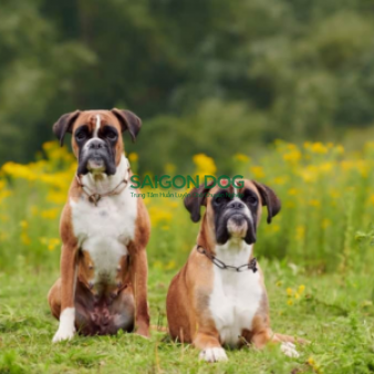 Phối giống chó Boxer
