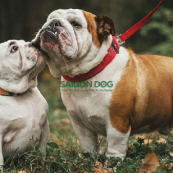 Phối giống chó Bulldog