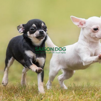 Phối giống chó Chihuahua