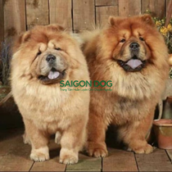 Phối giống chó Chow Chow