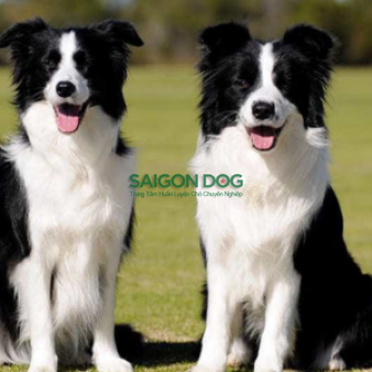 Phối giống chó Collie